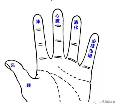 商帝国网管理学堂-手掌、5个手指与五脏六腑的关系